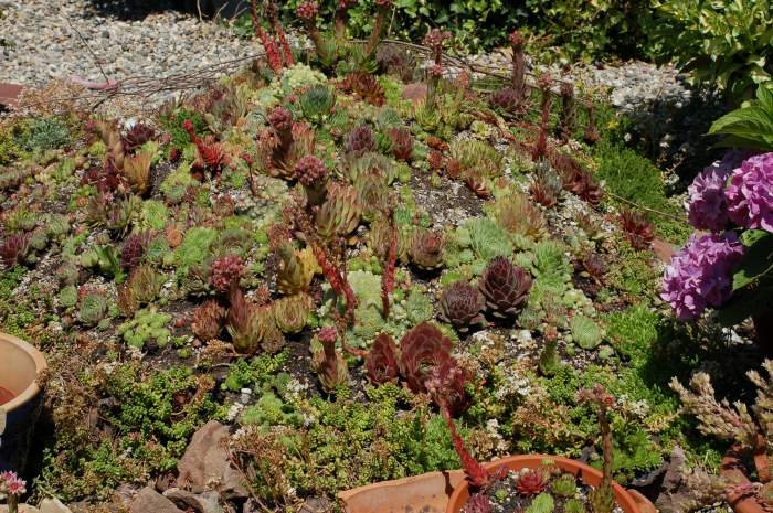 Sempervivum Dachwurz Hauswurz